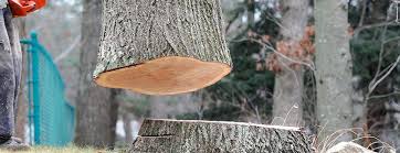 How Our Tree Care Process Works  in  Mooreland, OK