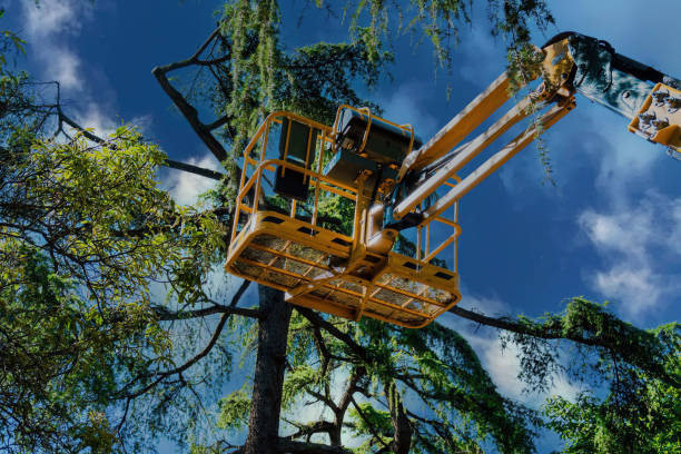 Best Tree Removal  in Mooreland, OK