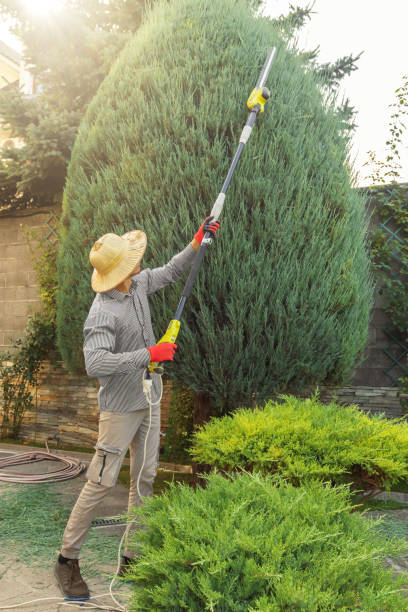  Mooreland, OK Tree Removal Pros
